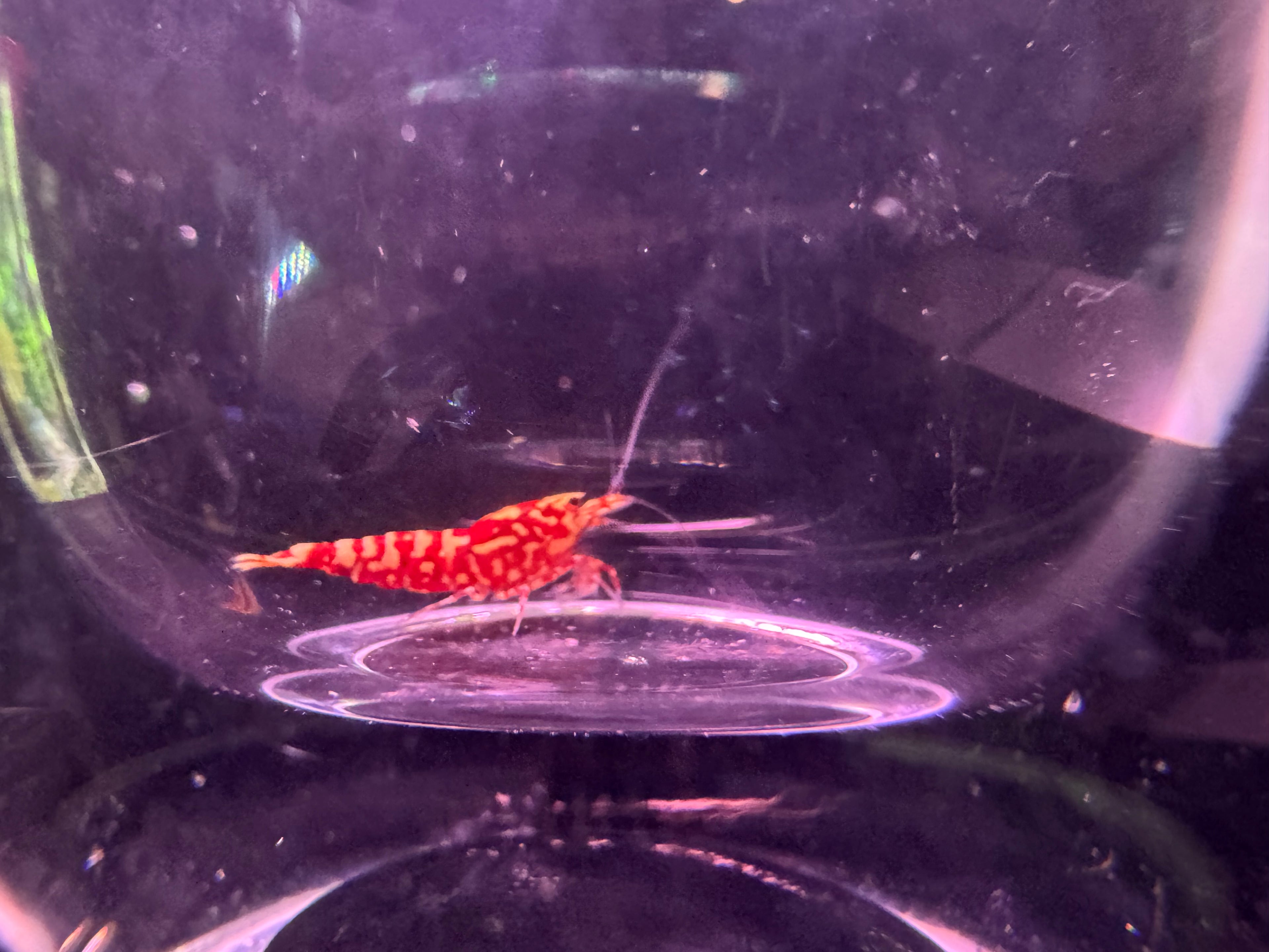 Red Fancy Tiger Caridina shrimp