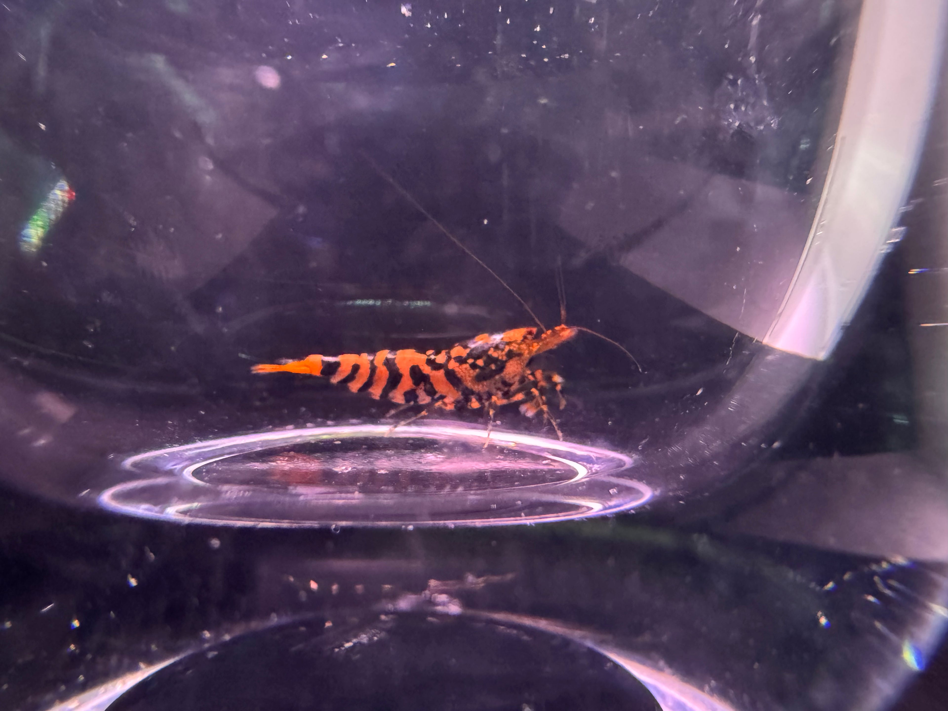 Orange Hornet Caridina Shrimp