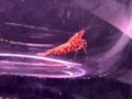 Red Boa Caridina shrimp