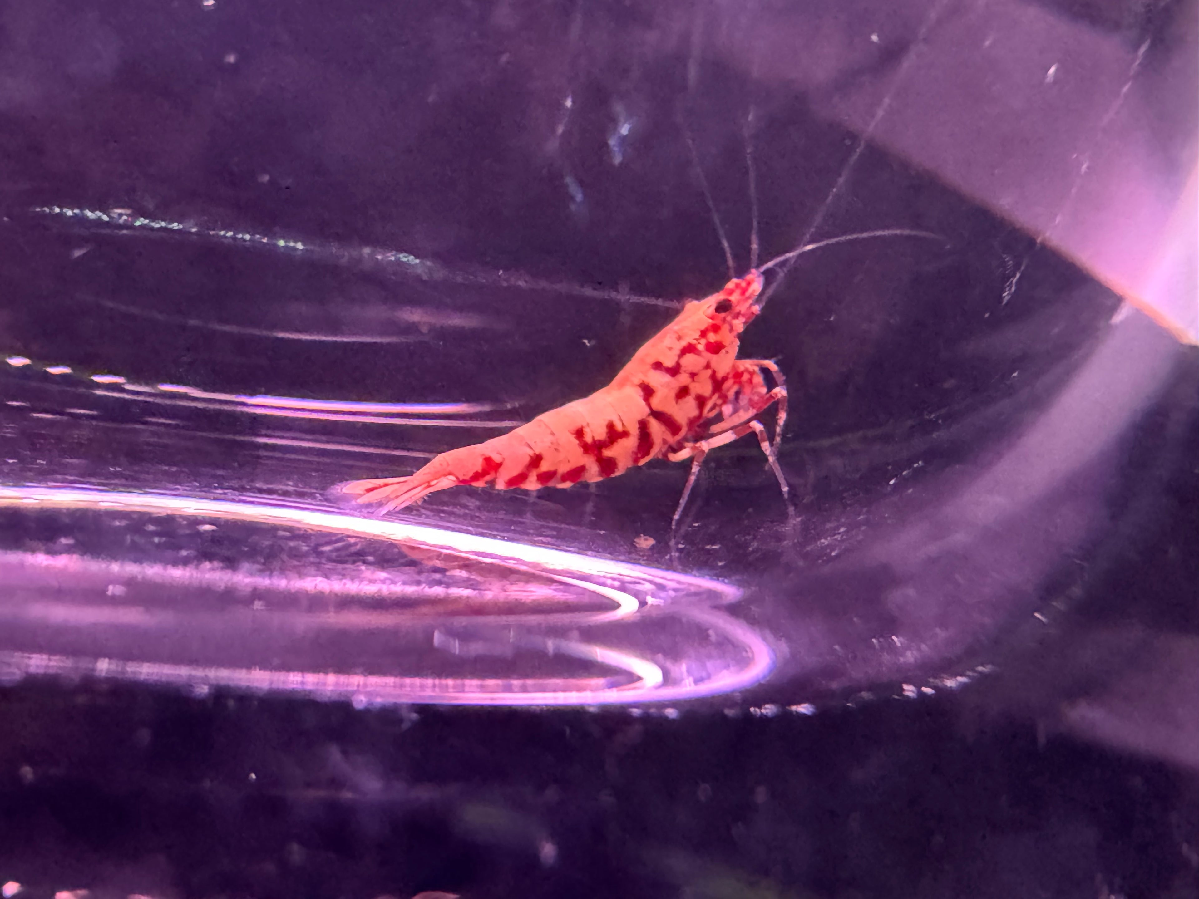 Red Boa Caridina shrimp