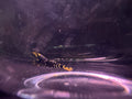 Purple Metallic tiger Caridina Shrimp