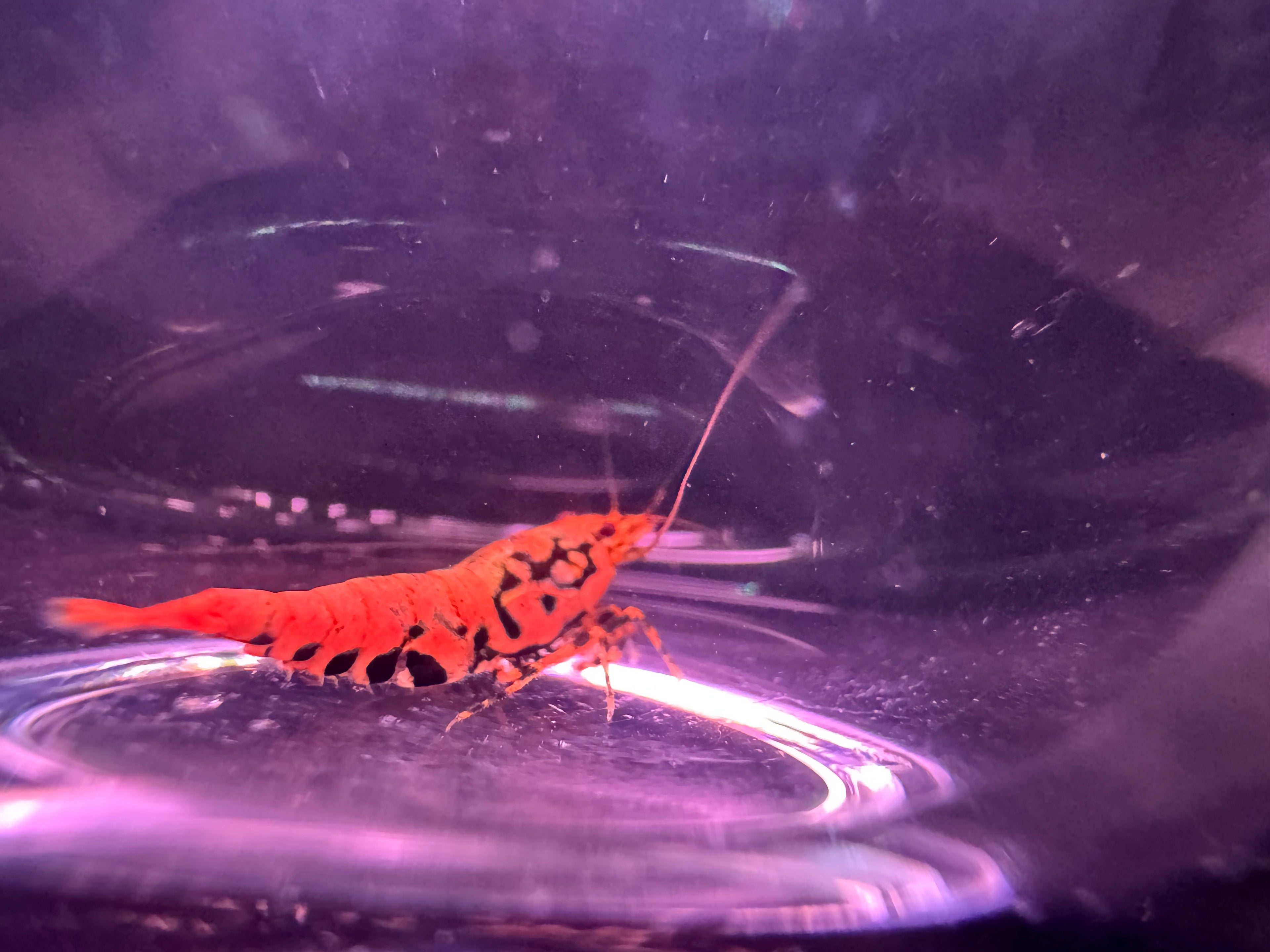 Orange Sunset Boa Caridina Shrimp